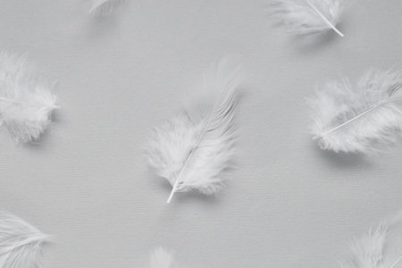 Beautiful feathers on light gray background, flat lay
