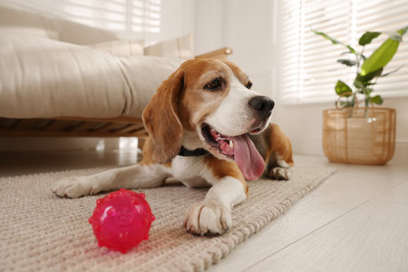 Cute dog playing with toy at home. Adorable petの写真素材