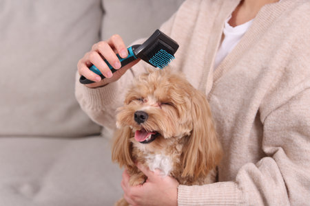 Woman brushing cute Maltipoo dog on sofa at home, closeupの写真素材