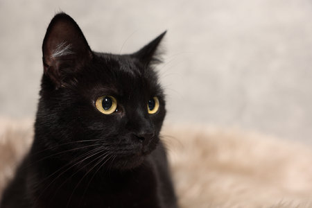 Cute black cat lying on rug, closeup and space for text. Adorable petの写真素材