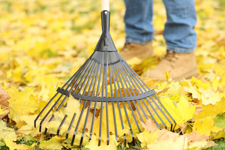 Man gathering fallen leaves with fan rake outdoors, closeupの写真素材