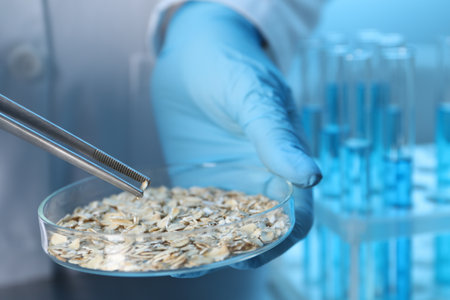 Scientist holding petri dish with oat grains and tweezers in laboratory, closeupの写真素材