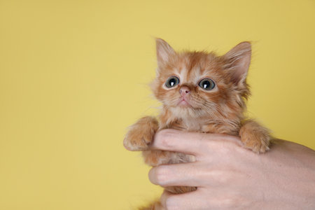 Teenage boy holding cute ginger kitten on yellow background, closeup. Space for text
