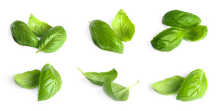 Fresh basil leaves isolated on white, setの写真素材