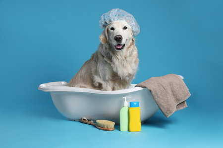 Cute funny dog with shower cap in small bathtub and other bath accessories on light blue backgroundの写真素材