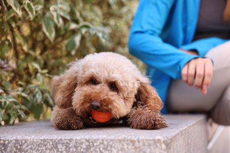 Woman and cute Toy Poodle dog with ball outdoors, closeupの写真素材