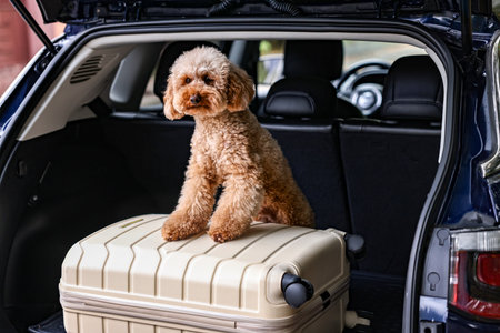 Cute Toy Poodle dog and suitcase in car trunk
