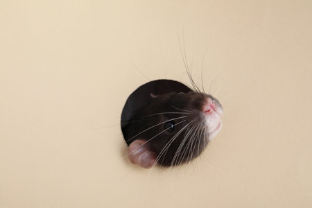 Cute rat looking through hole in beige paper sheetの写真素材
