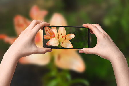 Woman taking photo of flowers outdoors, closeupの写真素材