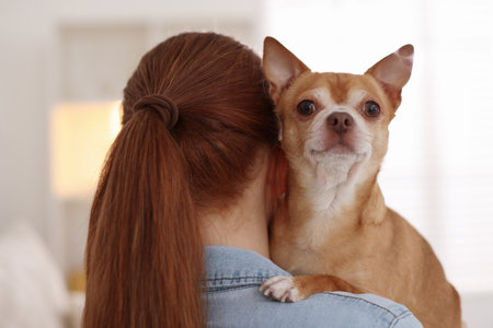 Teenage girl with her cute Chihuahua dog at home, back viewの写真素材