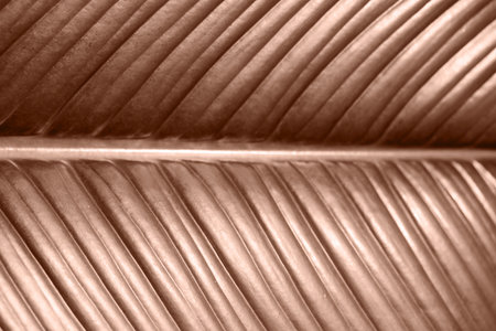 Leaf of plant in mocha mousse color, closeup.の写真素材