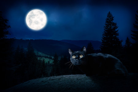 Creepy black cat on hill at night under full moon lightの写真素材