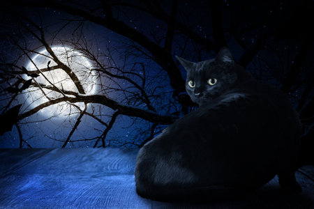 Creepy black cat and bats in forest at night under full moon lightの写真素材