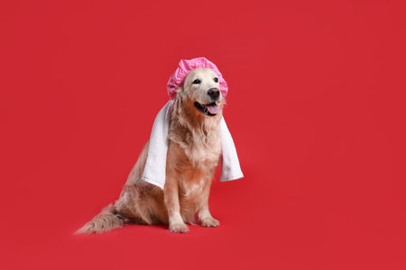 Cute funny dog with shower cap and towel on red backgroundの写真素材