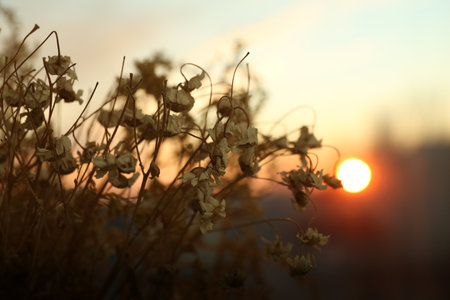 Beautiful view of plants at sunset, closeupの写真素材