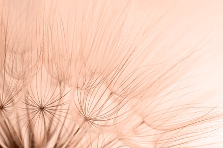 Beautiful fluffy dandelion flower, toned in mocha mousse shade.の写真素材