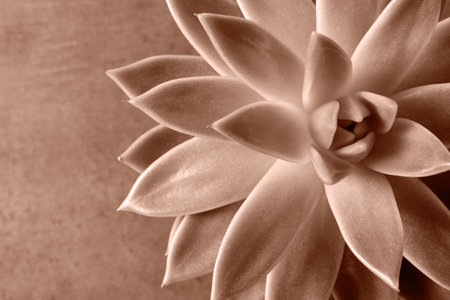Succulent plant, toned in mocha mousse shade.の写真素材