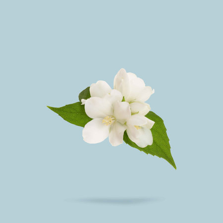 Jasmine flowers and green leaves in air on light greyish blue background. Blooming plantの写真素材