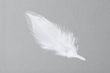 One white feather on light grey backgroundの写真素材