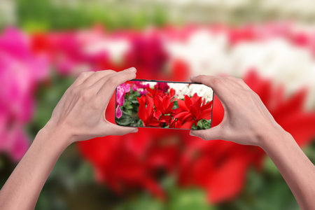 Woman taking photo of flowers outdoors, closeupの写真素材
