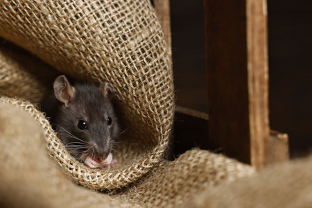 Gray rat on burlap fabric in wooden crate.の写真素材