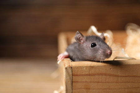 Grey rat in wooden crate on blurred background, closeup. Space for textの写真素材