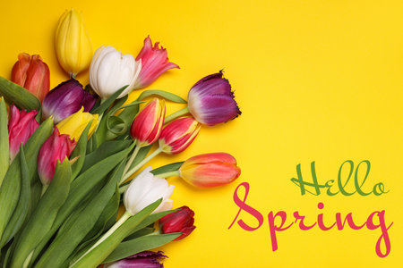 Hello Spring. Bouquet of beautiful tulips on yellow background, top view