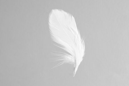 One white feather on light grey background