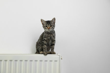 Cute little kitten on radiator near white wall, space for textの写真素材