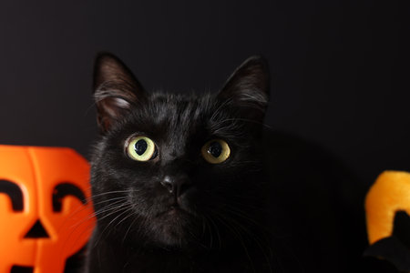 Cute cat and pumpkin on black background, closeup. Adorable petの写真素材