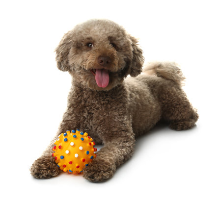 Cute dog with toy on white background. Adorable petの写真素材