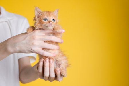 Teenage boy holding cute ginger kitten on yellow background, closeup. Space for textの写真素材