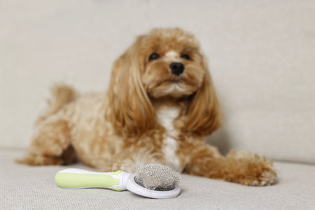 Brush with pet's hair and dog on sofa, selective focusの写真素材