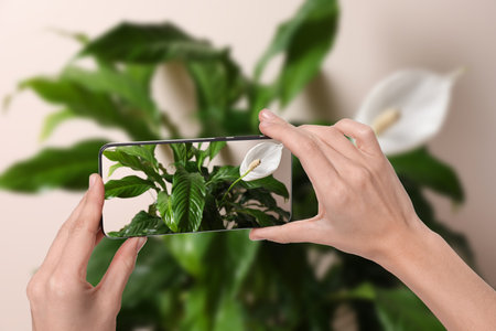 Man taking photo of flower to recognize it using plant identifier application on mobile phone indoors, closeupの写真素材
