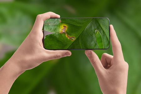 Man using mobile phone to recognize disease of house plant, closeup. Finder appの写真素材