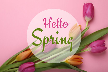 Hello Spring. Beautiful tulips on pink background, top view