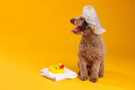 Cute dog with shower cap, towel and bath ducks on orange background, space for textの写真素材
