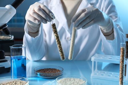 GMO concept. Scientist holding test tubes with cereal grains at table in laboratory, closeupの写真素材