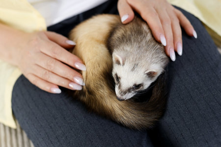 Woman with cute ferret on sofa, closeupの写真素材