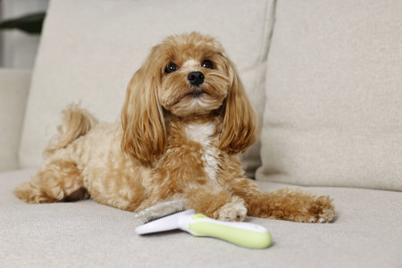 Cute dog and brush with pet's hair on sofa, selective focusの写真素材