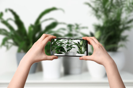 Woman taking photo of plant to recognize it using identifier application on mobile phone indoors, closeupの写真素材