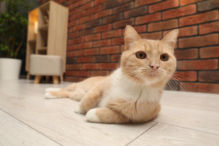 Adorable cat lying on floor at homeの写真素材