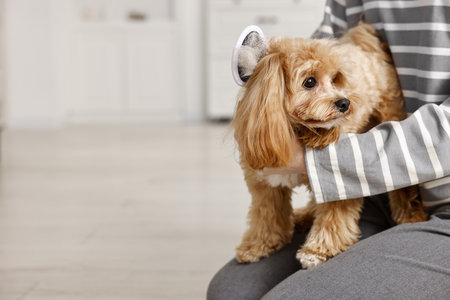 Woman brushing dog's hair indoors, closeup with space for text. Pet grooming