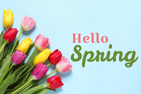 Hello Spring. Bouquet of beautiful tulips on pastel blue background, top viewの写真素材