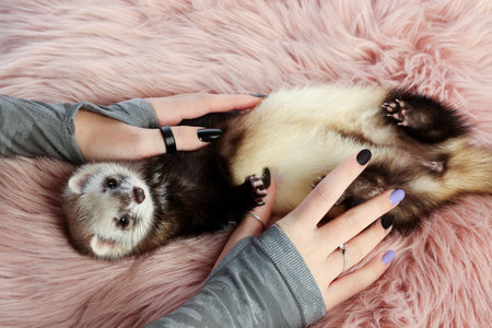 Woman with cute ferret on fluffy rug, above viewの写真素材