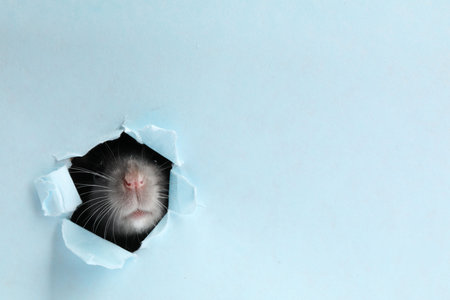 Cute rat looking through hole in light blue paper sheet. Space for textの写真素材