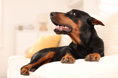 Adorable Doberman resting on sofa at home. Space for textの写真素材