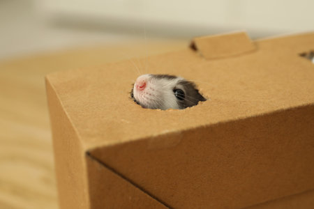 Adorable little rat peeking out of box indoors, closeupの写真素材
