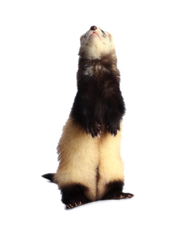 Cute ferret on white background. Domestic petの写真素材