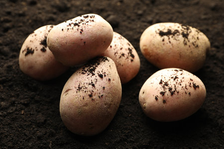 Many raw potatoes on soil, closeup. Root vegetableの写真素材